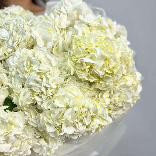 Монобукет №109, Гортензия белая 15 шт