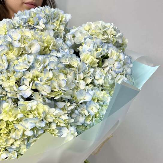 Монобукет №108, Гортензия голубая 15 шт