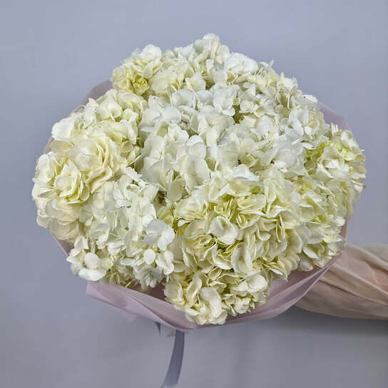 Монобукет №129, Гортензия белая 7шт