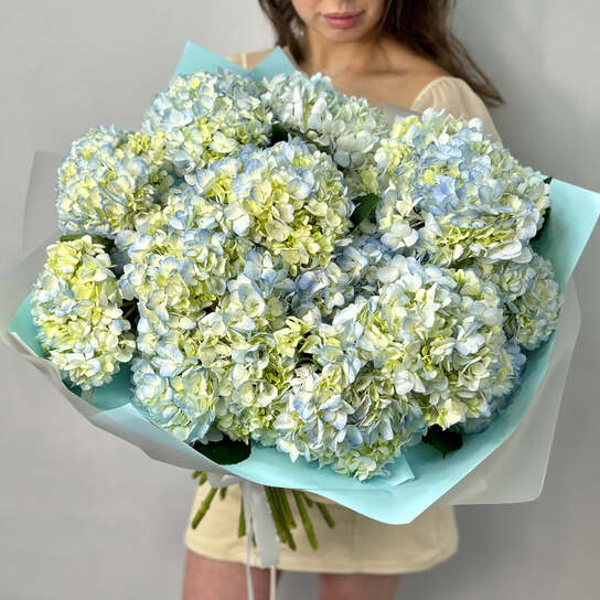 Монобукет №108, Гортензия голубая 15 шт