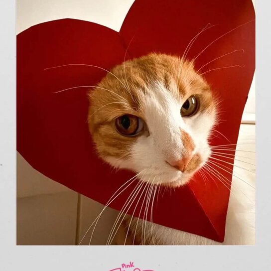 Открытка "Котик в сердечке"