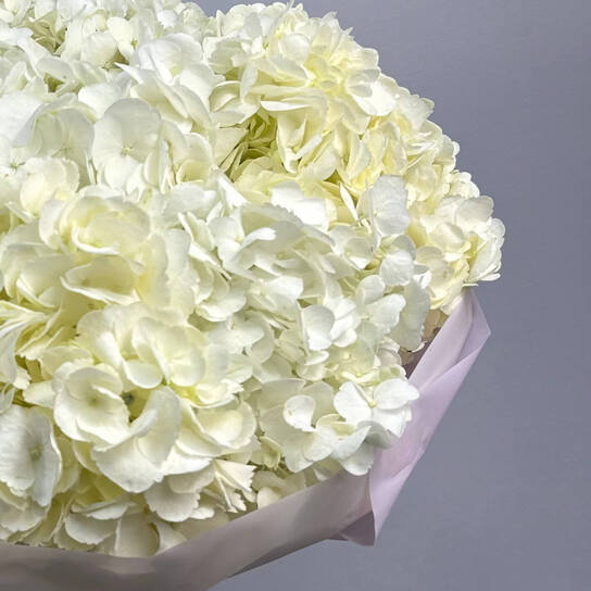 Монобукет №129, Гортензия белая 7шт