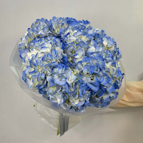 Монобукет №128, Гортензии голубые 7шт