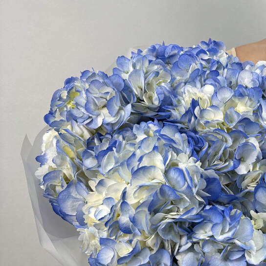 Монобукет №128, Гортензии голубые 7шт