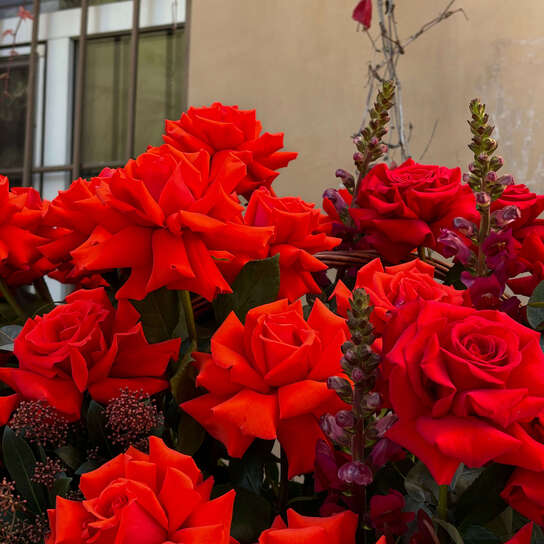 Корзина №102 из ярких французских роз и антирринума